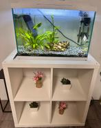 aquarium 60 L, Dieren en Toebehoren, Vissen | Aquaria en Toebehoren, Ophalen of Verzenden, Leeg aquarium