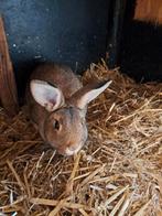 Konijn Klein zilvers te koop., Dieren en Toebehoren, Konijnen, Meerdere dieren