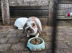 2 mooie  en lieve konijnen + voer en stro, Dieren en Toebehoren, Vrouwelijk, Middelgroot, Hangoor