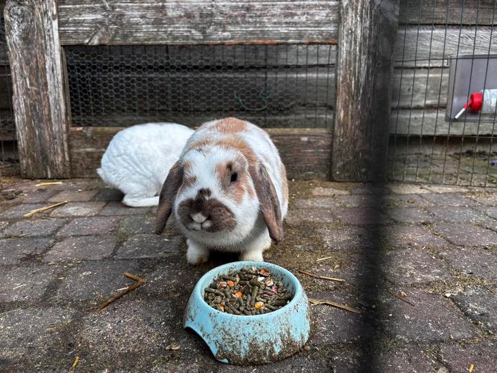 2 mooie  en lieve konijnen + voer en stro, Dieren en Toebehoren, Konijnen, Middelgroot, Vrouwelijk, Hangoor