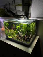 Dennerle scapers aquarium 70 liter, Zo goed als nieuw, Ophalen