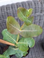 🌳 Eucalyptus neglecta - omeo eucalyptus, groot blad!, Ophalen, Halfschaduw, Overige soorten, Minder dan 100 cm
