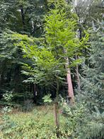 Tamme kastanje boom , 6 meter hoog, Tuin en Terras, Ophalen, Halfschaduw, Overige soorten