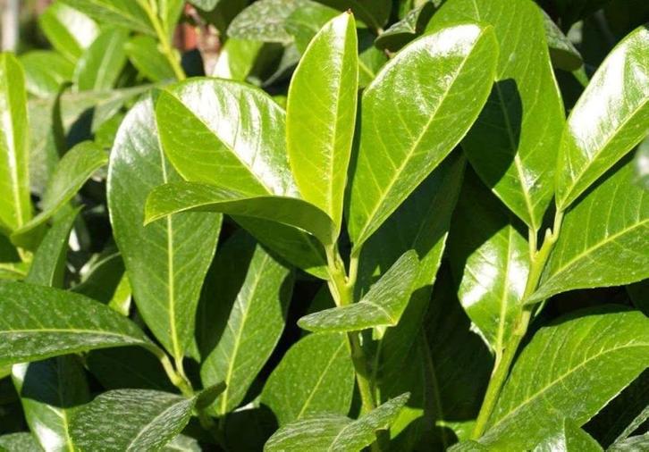 Laurier Rotundifolia haagplanten, Tuin en Terras, Planten | Struiken en Hagen, Haag, Laurier, 100 tot 250 cm, Ophalen of Verzenden