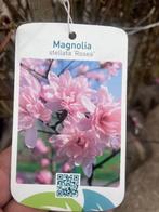 Tulpenboom, Magnolia's 200+ cm hoog NU € 89,50 volle planten, Vaste plant, Halfschaduw, Lente, Ophalen