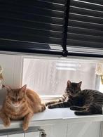 Katten, Dieren en Toebehoren, Katten en Kittens | Overige Katten, Kater, Kortharig, 6 jaar of ouder