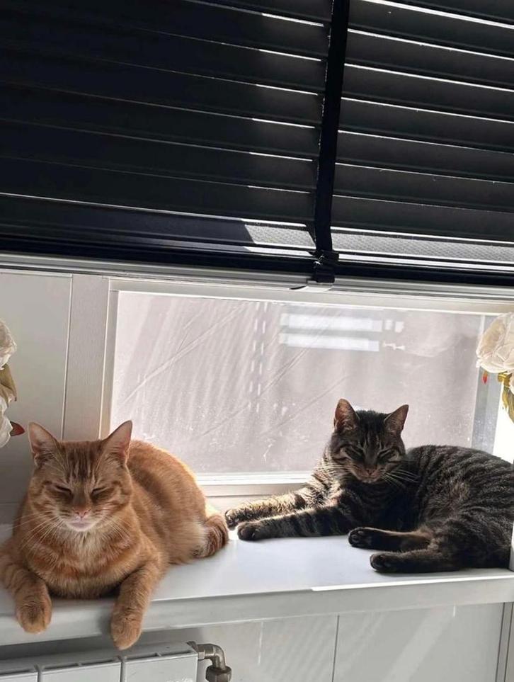 Katten, Dieren en Toebehoren, Katten en Kittens | Overige Katten, Kortharig, Kater, 6 jaar of ouder