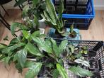 Sanseveria, lepelplant, vaderplant en pannekoekplant, Ophalen, Overige soorten, Minder dan 100 cm