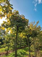Bolesdoorn,  Acer platanoides Globosum. Stamhoogte 200-220cm, Tuin en Terras, Planten | Bomen, Ophalen, Volle zon, Overige soorten