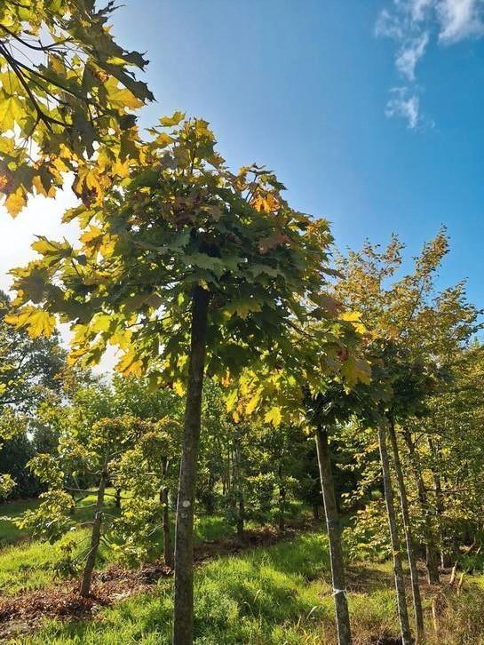 Bolesdoorn,  Acer platanoides Globosum. Stamhoogte 200-220cm, Tuin en Terras, Planten | Bomen, Overige soorten, 250 tot 400 cm