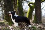 Nestje Border Collie pups geplanned voor eind 2024!, Dieren en Toebehoren, Honden | Herdershonden en Veedrijvers, Meerdere, 8 tot 15 weken