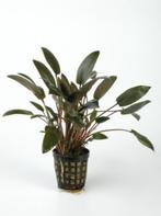 cryptocoryne wendtii bruin €4,25, Dieren en Toebehoren, Ophalen of Verzenden, Nieuw