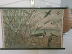 schoolplaten, Ophalen of Verzenden, Natuur en Biologie