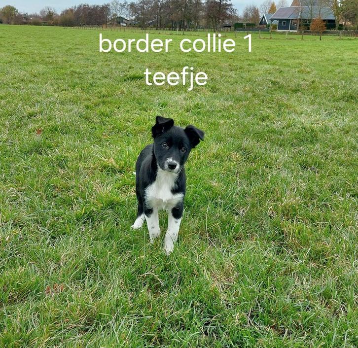 Border collie pups, Dieren en Toebehoren, Honden | Herdershonden en Veedrijvers, Meerdere dieren, Collie, Particulier, Meerdere