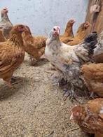Kuikens Orpington x Brahma, Dieren en Toebehoren, Pluimvee, Meerdere dieren, Kip