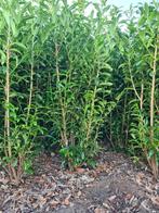Prunus laurocerasus 'Genolia' Laurier voor haag, Tuin en Terras, Planten | Struiken en Hagen, Ophalen, Laurier, Haag, 100 tot 250 cm