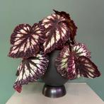 Begonia Rex Fireworks kamerplant paars burgundy zilver, Ophalen, Overige soorten, Minder dan 100 cm
