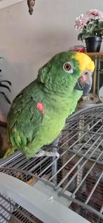 Amazone papegaai een zwart kap papegaai, Dieren en Toebehoren, Vogels | Parkieten en Papegaaien, Papegaai