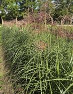 XXL planten - Miscanthus sin. Gracillimus (180 cm hoog), Tuin en Terras, Planten | Tuinplanten, Ophalen, Volle zon, Vaste plant