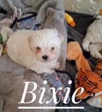 Boomer pups, Overige rassen, CDV (hondenziekte), 8 tot 15 weken, Meerdere