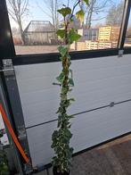 Hedera gloire marengo, Ophalen of Verzenden, Bloeit niet, Klimplanten, Halfschaduw