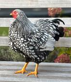 Wyandotte haan, Dieren en Toebehoren, Mannelijk, Kip