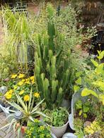 Grote cactus Euphorbia Eritrea, Huis en Inrichting, Kamerplanten, Ophalen of Verzenden, 150 tot 200 cm, In pot, Cactus