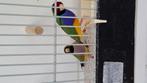 Te koop gouldamadines, Meerdere dieren, Tropenvogel, Geringd