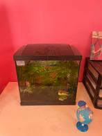 Compleet aquarium incl visjes en attributen 35x30x20, Dieren en Toebehoren, Vissen | Aquaria en Toebehoren, Ophalen, Zo goed als nieuw