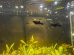 Guppy’s en black molly’s, Ophalen, Zo goed als nieuw