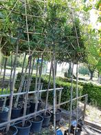 Leibomen 3e boom halve prijs, Tuin en Terras, Ophalen, Volle zon