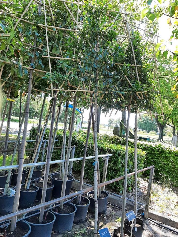 Leibomen 3e boom halve prijs, Tuin en Terras, Planten | Bomen, Volle zon, Ophalen