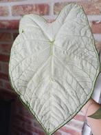 Caladium 'Florida Moonlight' - Prachtige Bladplant, Ophalen of Verzenden, Halfschaduw, Minder dan 100 cm