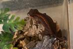 Red gargoyle / auriculatus van volledig rode ouders, Dieren en Toebehoren, Hagedis, 0 tot 2 jaar