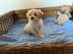 Maltezer x Lhasa apso, Dieren en Toebehoren, Honden | Niet-rashonden, Nederland, CDV (hondenziekte), 8 tot 15 weken, Meerdere