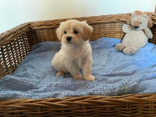 Maltezer x Lhasa apso, Dieren en Toebehoren, Honden | Niet-rashonden, Middel, Meerdere dieren, Fokker | Professioneel, Meerdere