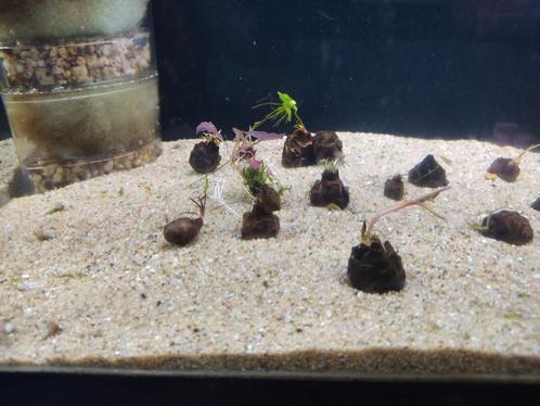 Rode tijger Lotus knol, Dieren en Toebehoren, Vissen | Aquaria en Toebehoren, Nieuw, Plant(en), Steen of Hout, Ophalen of Verzenden