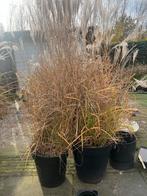 Siergrassen - nog 1, Tuin en Terras, Planten | Tuinplanten, Volle zon, Vaste plant, Verzenden, Siergrassen