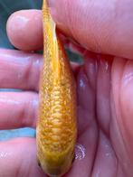 Golden ginrin koi !!!, Dieren en Toebehoren, Vissen | Vijvervissen, Karper of Koi