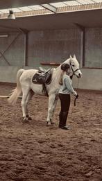 Gezocht stalling Roosendaal/Bergen op zoom, Dieren en Toebehoren, Stalling en Weidegang, Weidegang