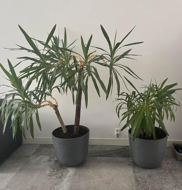 2 mooie Yucca kamerplanten beschikbaar voor biedingen
