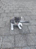 Te koop kittens, Dieren en Toebehoren, Katten en Kittens | Overige Katten, Meerdere dieren