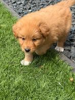 Nova scotia duck tolling retriever, Dieren en Toebehoren, Nederland, 8 tot 15 weken, CDV (hondenziekte), Meerdere