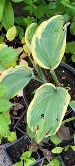 Hosta, Ophalen, Zomer, Overige soorten, Halfschaduw