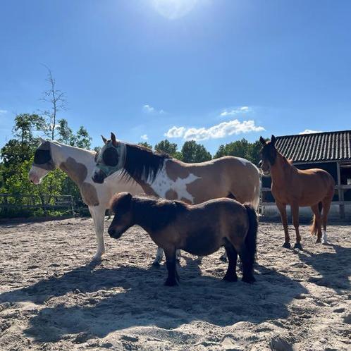 Shetlander plek per direct beschikbaar op padock paradise, Dieren en Toebehoren, Stalling en Weidegang