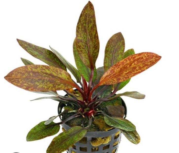 Echinodorus purpurea, Dieren en Toebehoren, Vissen | Aquaria en Toebehoren, Nieuw, Plant(en), Steen of Hout, Ophalen of Verzenden