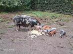Scharrelbiggen, Dieren en Toebehoren, Schapen, Geiten en Varkens, Meerdere dieren, Varken