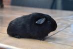 Zwarte gladhaar cavia's,, Dieren en Toebehoren, Knaagdieren, Cavia, Mannelijk, Juli, Tam