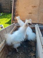 2 zijdehoentjes kriel, Dieren en Toebehoren, Meerdere dieren, Kip