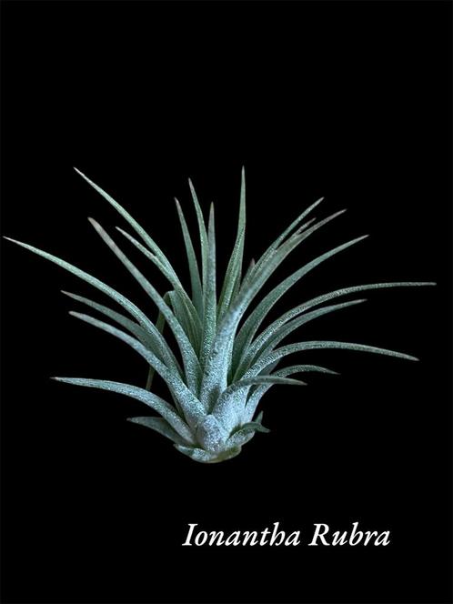 Ionantha Rubra, Huis en Inrichting, Kamerplanten, Overige soorten, Minder dan 100 cm, Ophalen of Verzenden